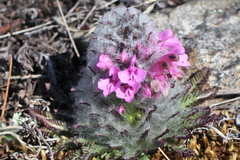 Pedicularis lanata