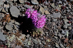 Pedicularis lanata