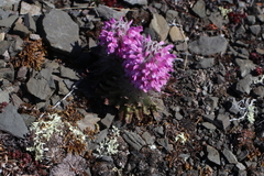 Pedicularis lanata