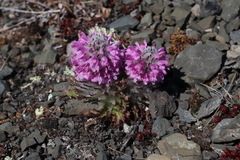 Pedicularis lanata