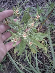 Eriogonum multiflorum