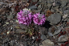 Pedicularis lanata