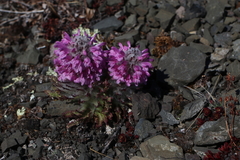 Pedicularis lanata