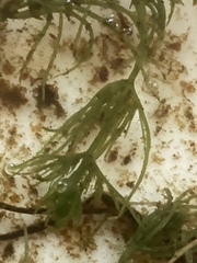 Chara aculeolata