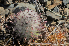 Pedicularis lanata