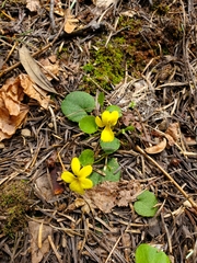 Viola orbiculata