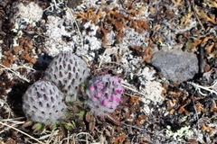 Pedicularis lanata