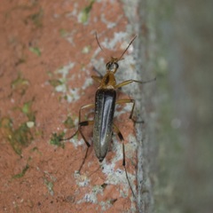 Cephaloon lepturides