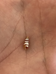 Lampanella minima