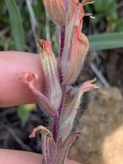 Castilleja brevilobata