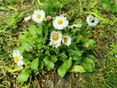 Bellis perennis