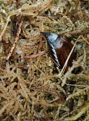 Melolontha melolontha