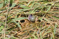 Pomacea paludosa