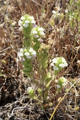 Castilleja rubicundula rubicundula