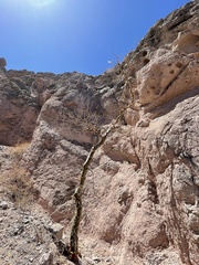 Pachycormus discolor