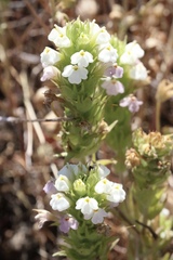 Castilleja rubicundula rubicundula
