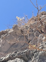 Pachycormus discolor