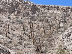 Pachycormus discolor