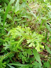 Selaginella opaca