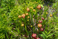 Sarraceniaceae