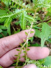 Selaginella opaca