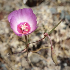 Clarkia gracilis tracyi
