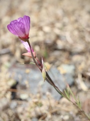 Clarkia gracilis tracyi