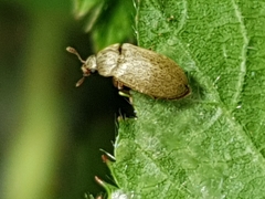 Byturus tomentosus