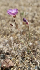 Clarkia gracilis tracyi