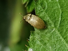Byturus tomentosus