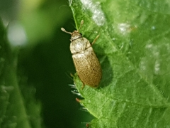 Byturus tomentosus