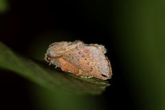 Phyllodesma kermesifolia