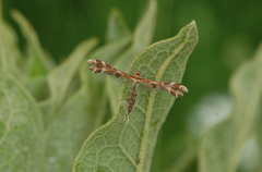 Oxyptilus pilosellae