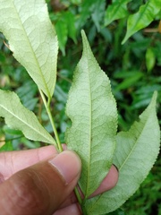 Eurya acuminata