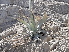 Agave sobria
