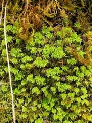 Leucolepis