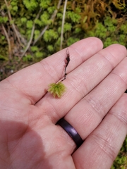 Leucolepis