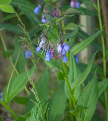 Mertensia paniculata paniculata