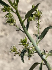 Ditaxis brandegeei