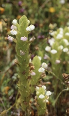 Castilleja rubicundula rubicundula