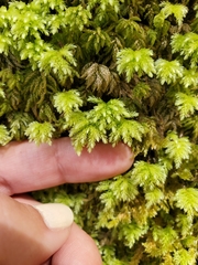 Leucolepis