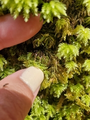 Leucolepis