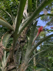Aechmea dealbata
