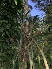 Aechmea dealbata
