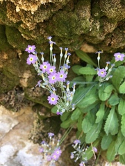 Primula specuicola