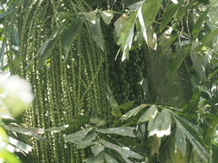 Caryota maxima