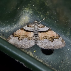 Xanthorhoe labradorensis