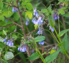 Mertensia paniculata paniculata