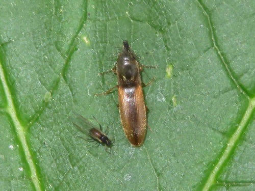 margined click beetle, Wassenaar, Nederland, photo 7 of 10