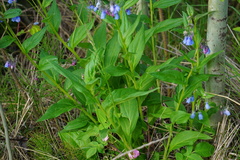 Mertensia paniculata paniculata